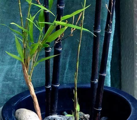 陽台竹子風水 烏龜可以跟什麼一起養